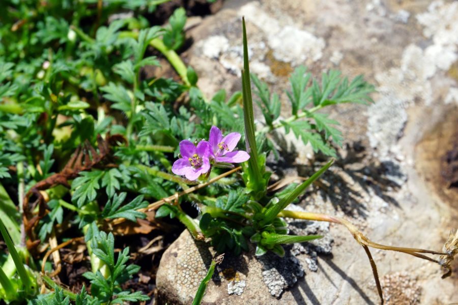 Erodium da identificare